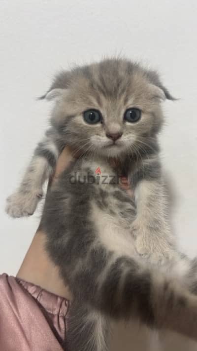 Light grey scottish straight hair male kitten 1 month & half old