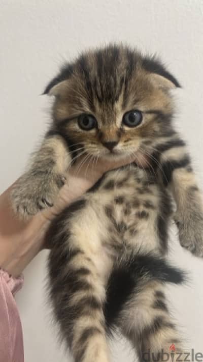 Tiger Scottish fold male kitten 1 month & half old