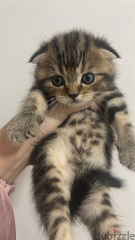 Tiger Scottish fold male kitten 1 month & half old 0