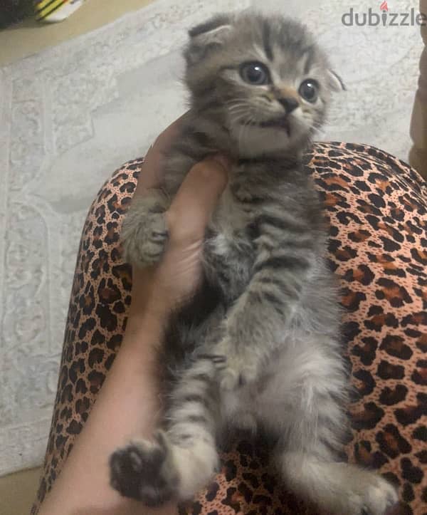 Tiger Scottish fold male kitten 1 month & half old 1