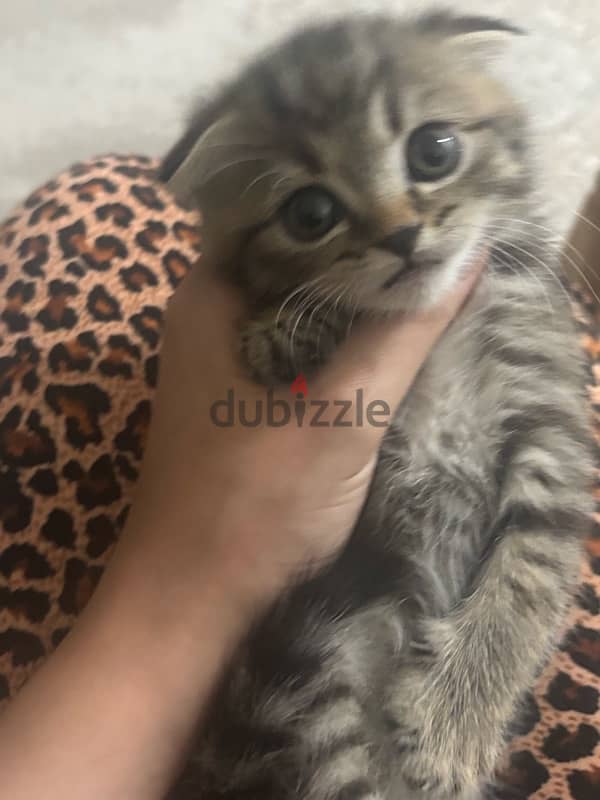 Tiger Scottish fold male kitten 1 month & half old 2