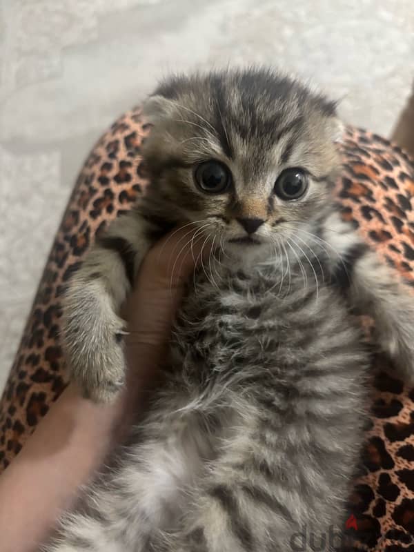 Tiger Scottish fold male kitten 1 month & half old 3