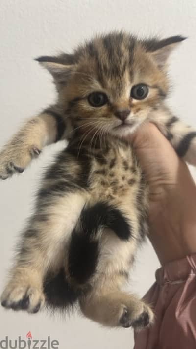 Tiger Scottish Straight male kitten 1 month & half old