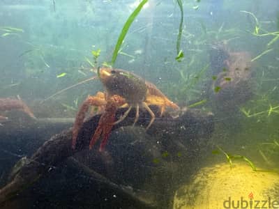 cray fish medium size babies