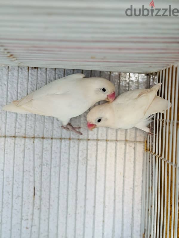 fesher albaino pair roze pair available 4