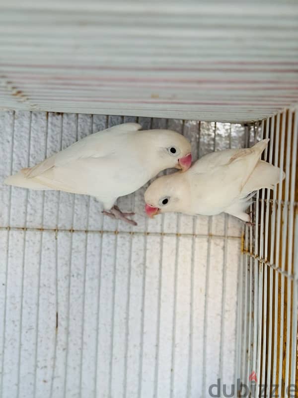 fesher albaino pair roze pair available 8