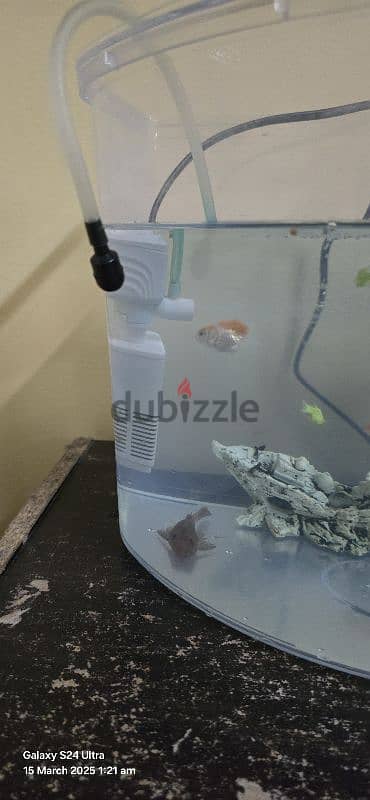 fish tank with 7 fishes and many accessories 4