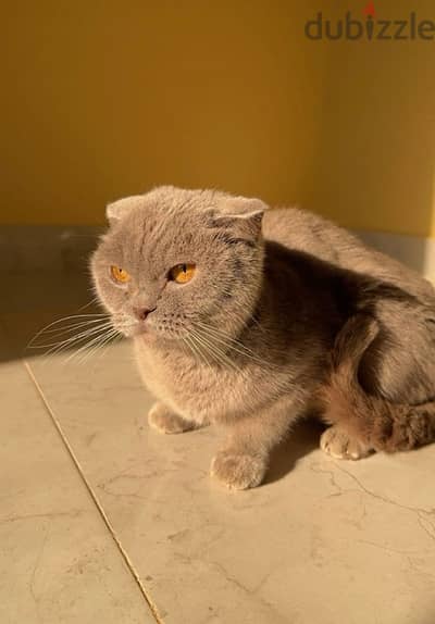 Pure Scottish Fold Female