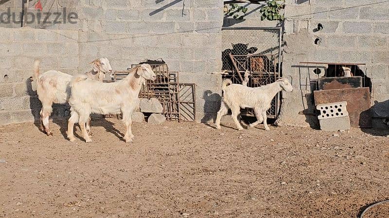 3 casterated goats for meat 3 تيوس مخصية للبيع ب ٥٠٠ ريال 0