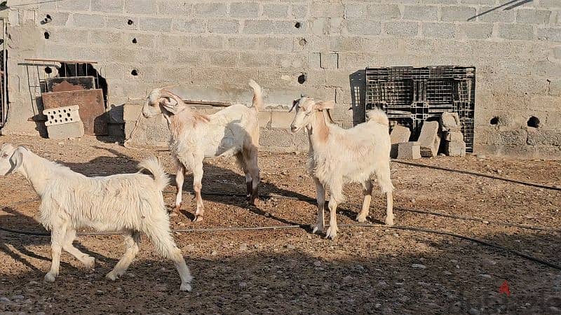 3 casterated goats for meat 3 تيوس مخصية للبيع ب ٥٠٠ ريال 8