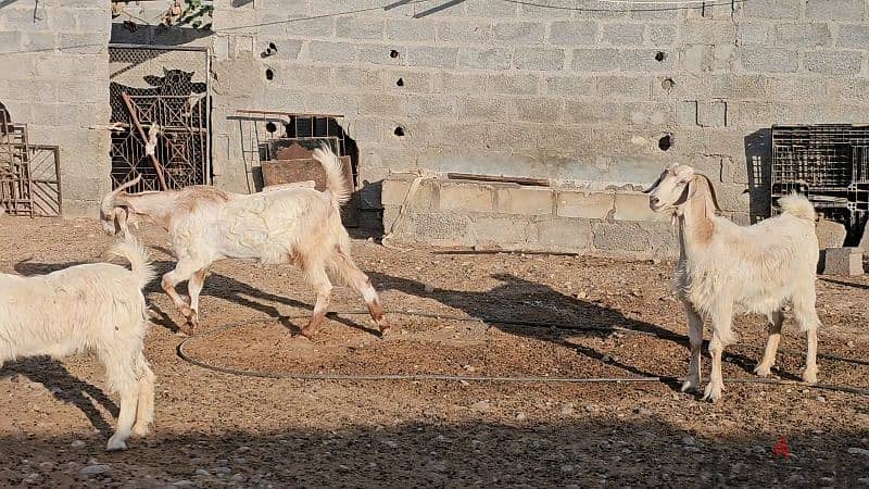 3 casterated goats for meat 3 تيوس مخصية للبيع ب ٥٠٠ ريال 9