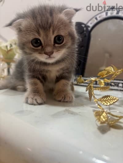 Scottish Fold male kitten light grey color 1 month & half old