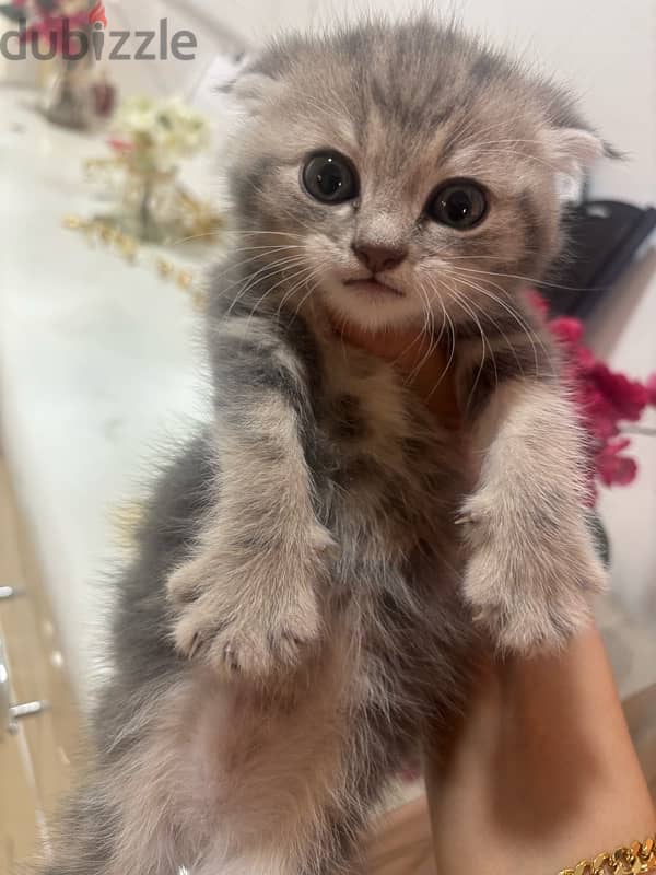 Scottish Fold male kitten light grey color 1 month & half old 1