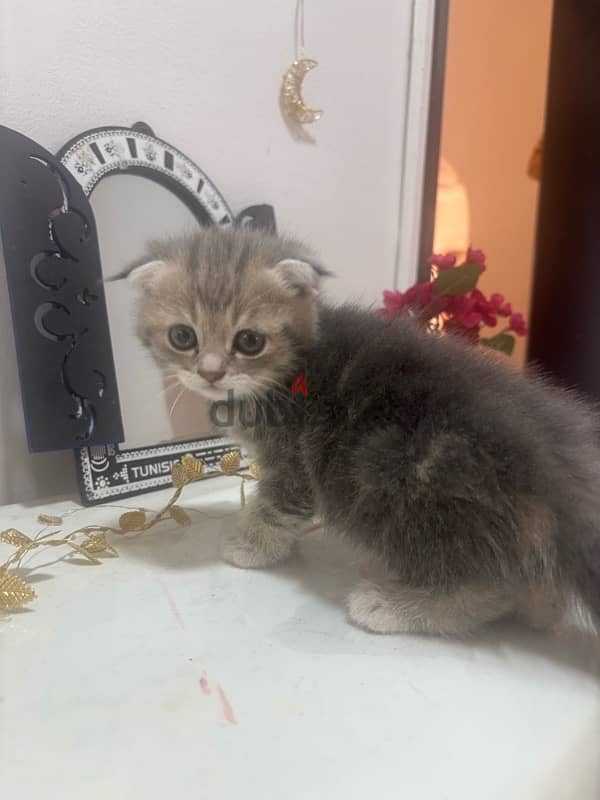 Scottish Fold male kitten light grey color 1 month & half old 2