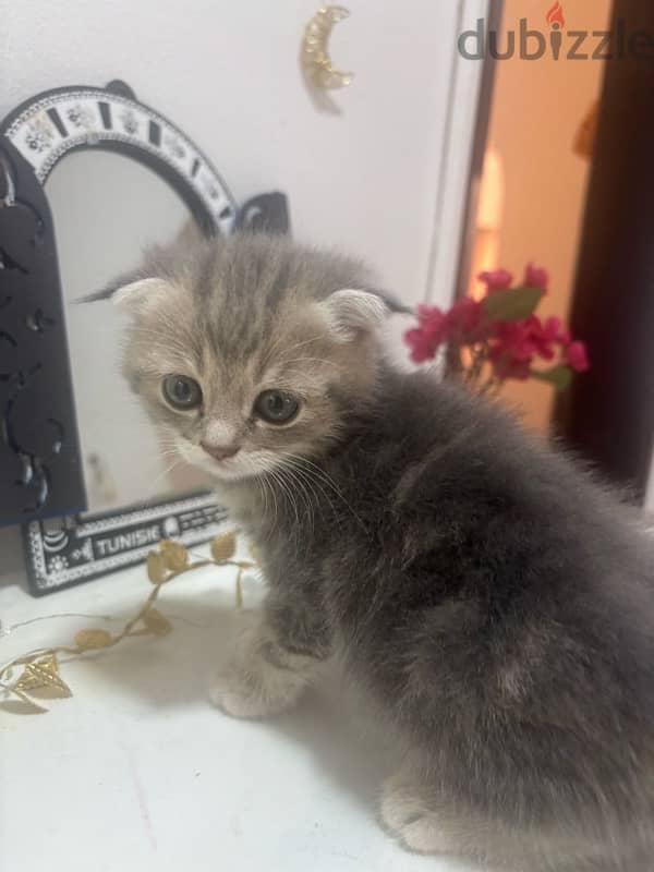 Scottish Fold male kitten light grey color 1 month & half old 3