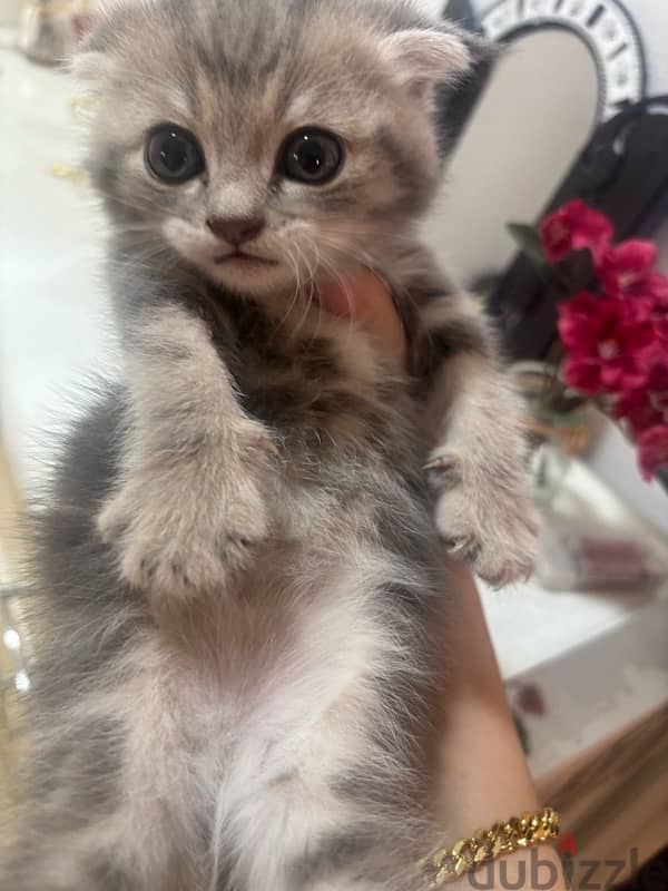 Scottish Fold male kitten light grey color 1 month & half old 4