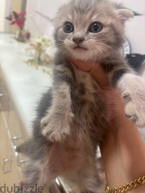 Scottish Fold male kitten light grey color 1 month & half old 5