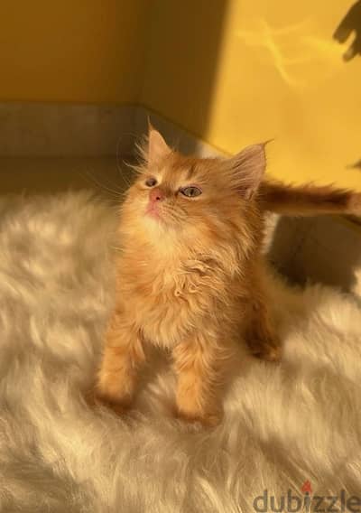 Persian Kitten 2 month old