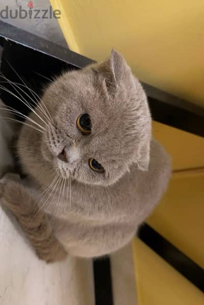 Pure Scottish Fold Female