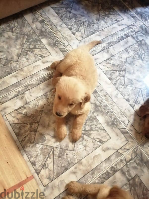 Pure Breed Golden Retriever Puppies 1