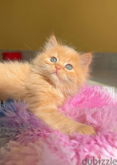 Persian Kitten Female