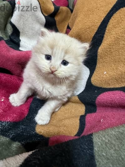 cute female and male cat  6 weeks old