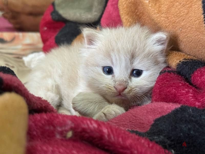 cute female and male cat  6 weeks old 3