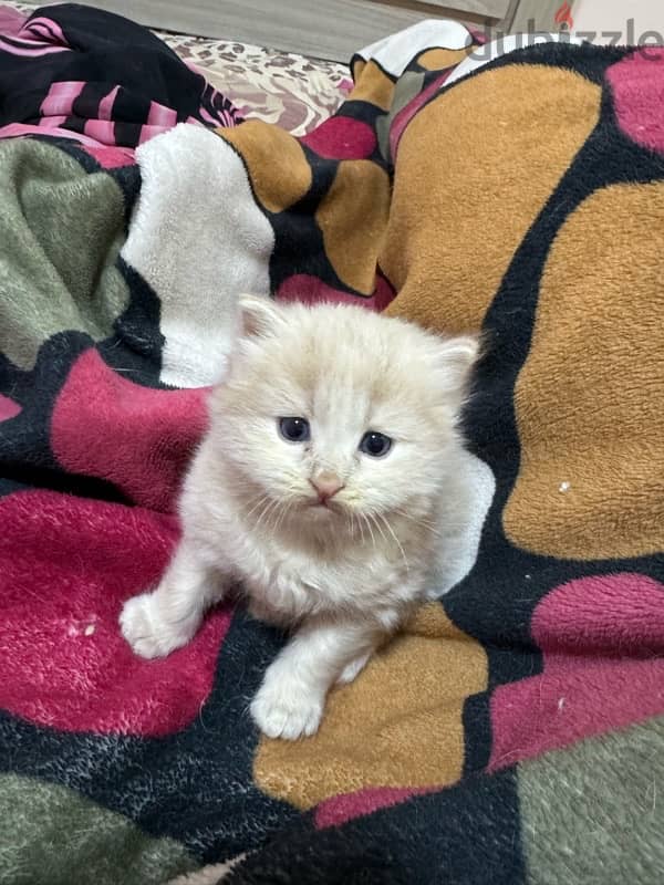 cute female and male cat  6 weeks old 4