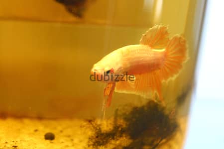 Betta fish - Breeding pair