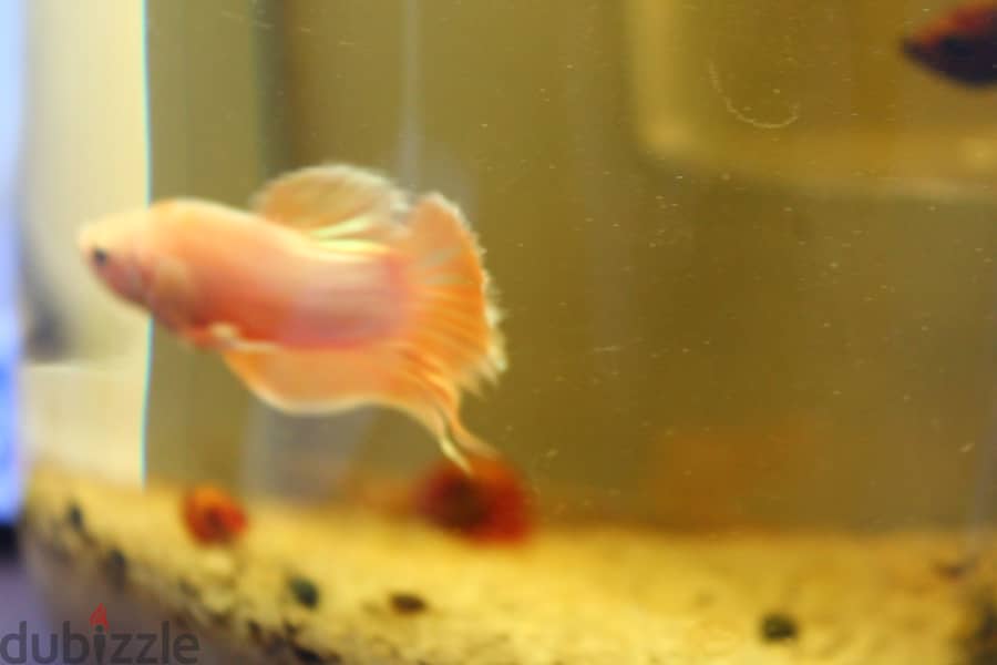 Betta fish - Breeding pair 1