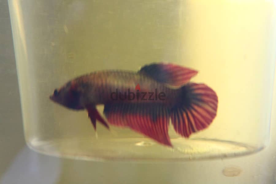 Betta fish - Breeding pair 2