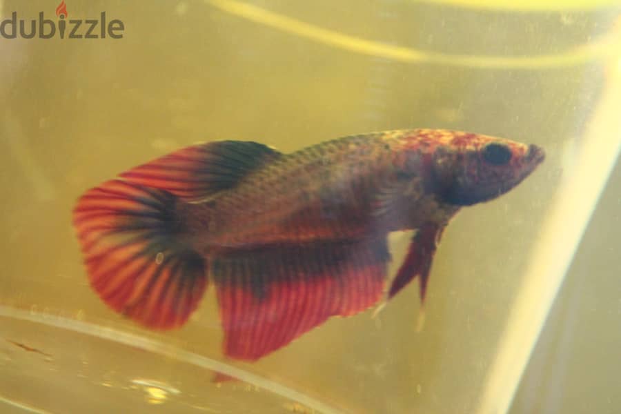 Betta fish - Breeding pair 3