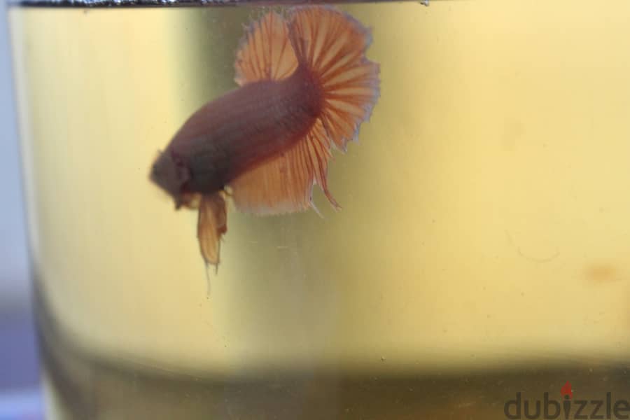 Betta fish - Breeding pair 4