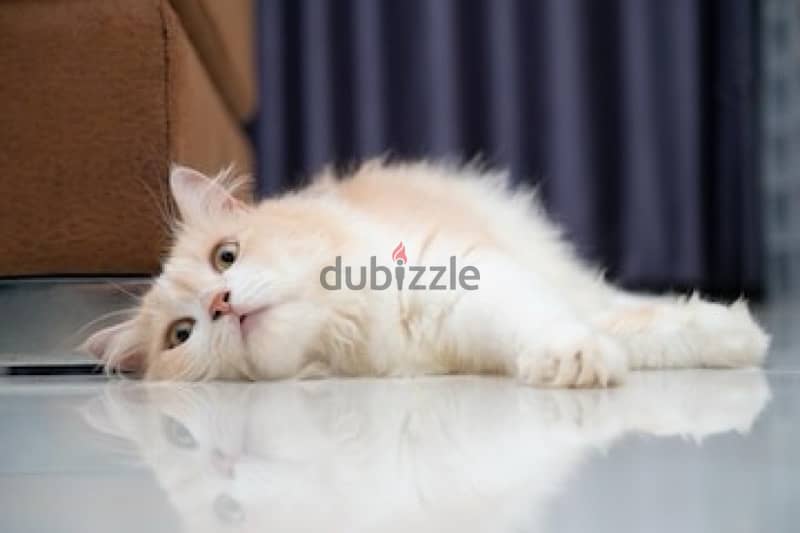 lovely Kitten Persian 4 moths 1