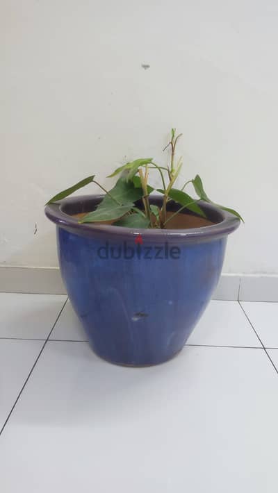 Ceramic pot with plants