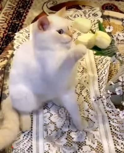 قطة برتش للبيع british cat for sale