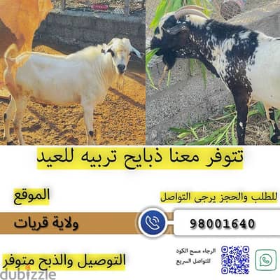 غنم تربيه مطعومه