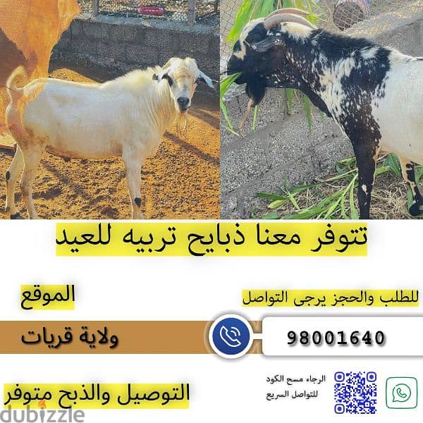 غنم تربيه مطعومه 0