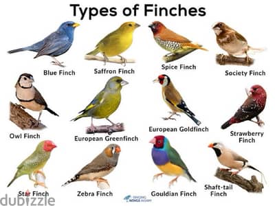 looking for finches different breed