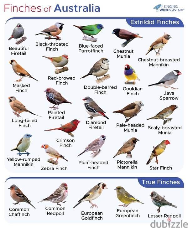 looking for finches different breed 1