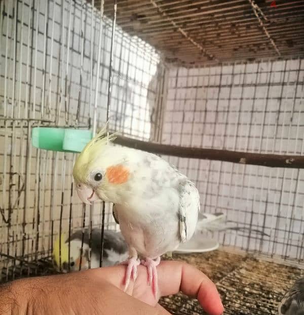 tammed cockatiel chick 0