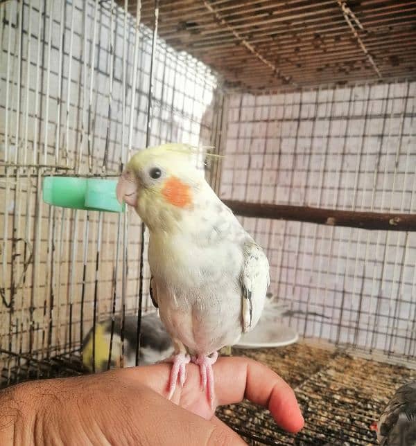 tammed cockatiel chick 1