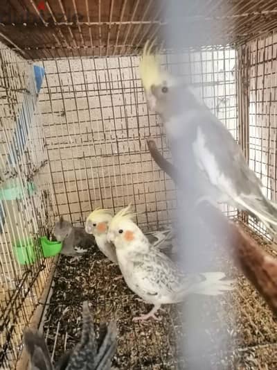 babies cockatiel for sale  ( 4 nos)