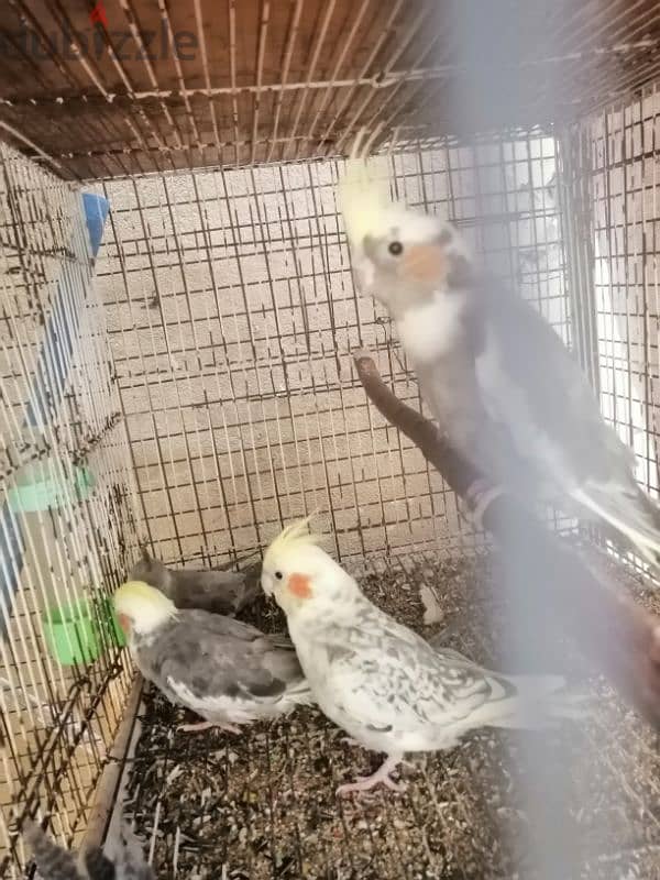 babies cockatiel for sale  ( 4 nos) 1