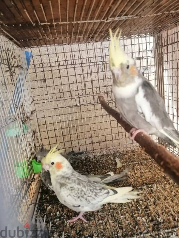 babies cockatiel for sale  ( 4 nos) 2