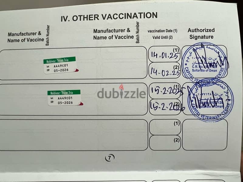 Vaccinated & Neutraled Male cat 4