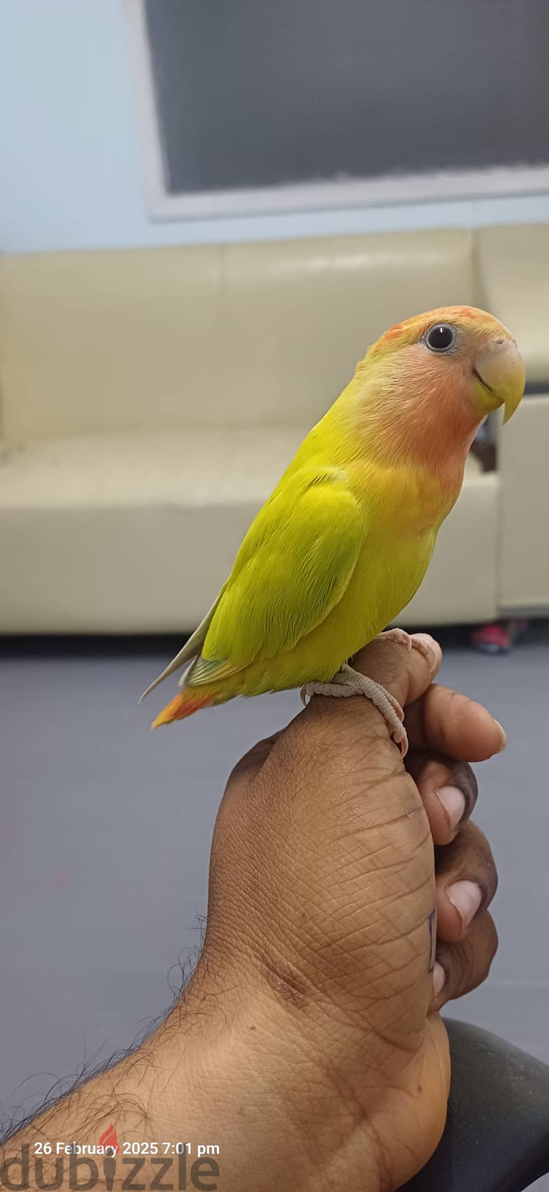 Oplanine african love bird fully termed. . . no need cage 0