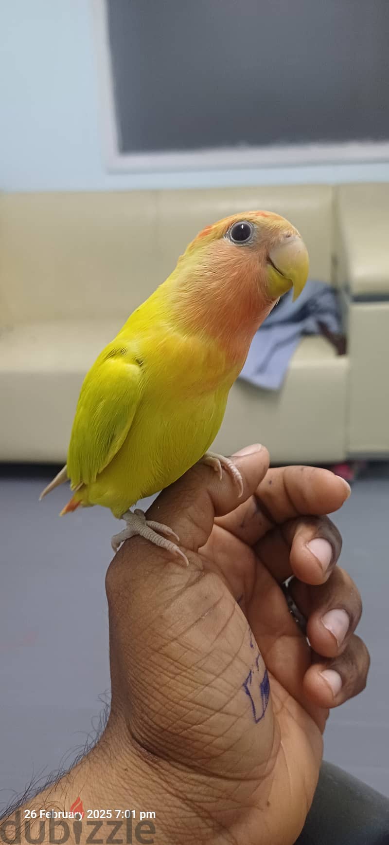 Oplanine african love bird fully termed. . . no need cage 1