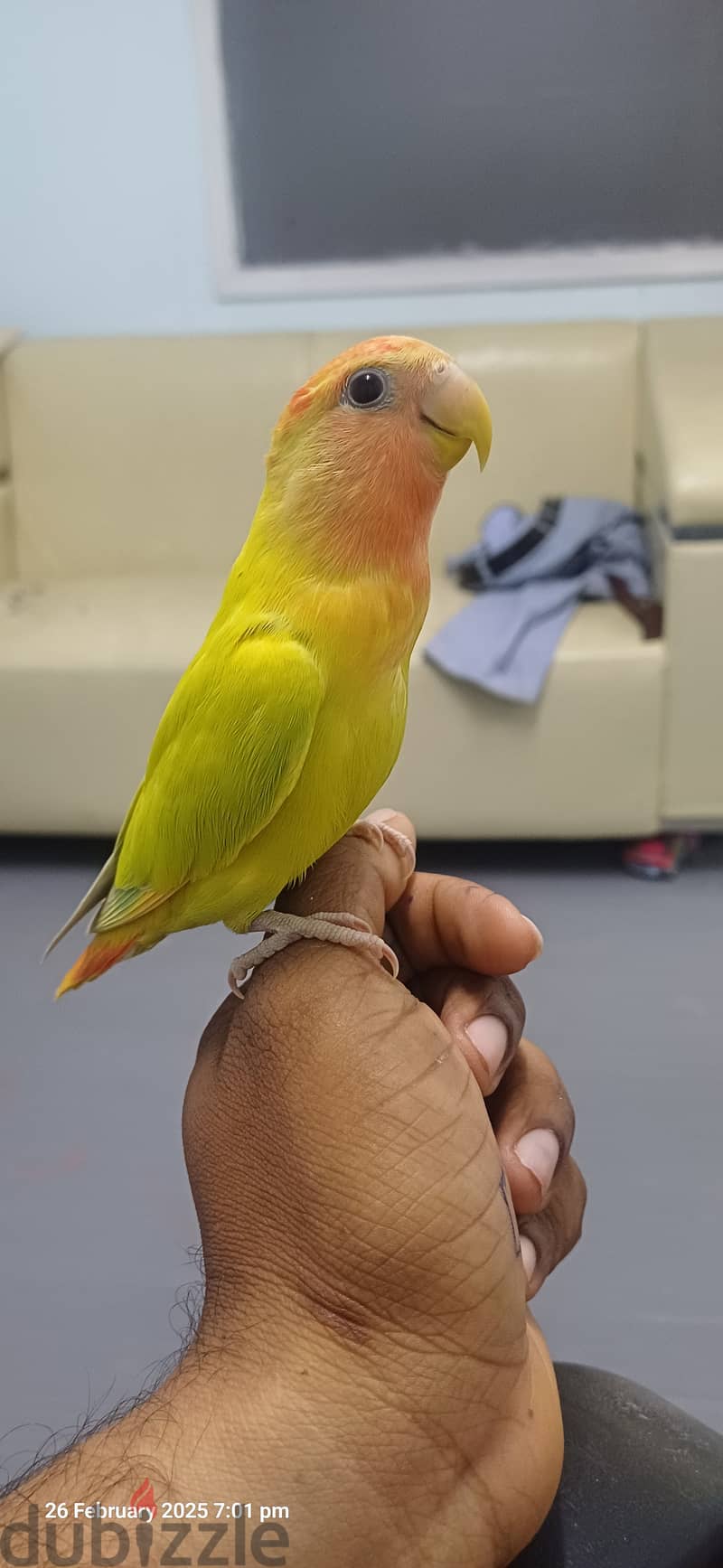 Oplanine african love bird fully termed. . . no need cage 2