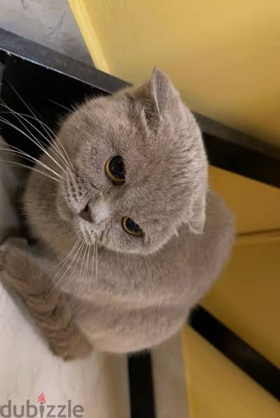 Pure Scottish Fold Female